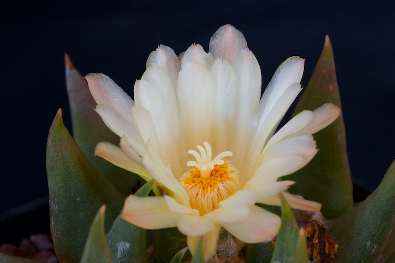 Ariocarpus trigonus v. elongatus 