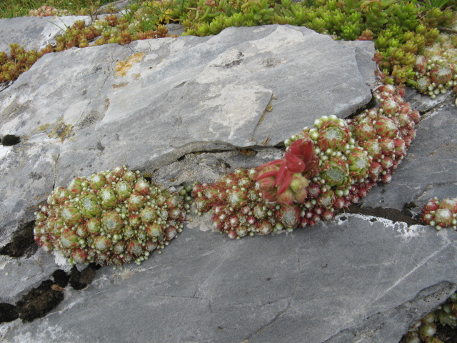 Sempervivum arachnoideum 