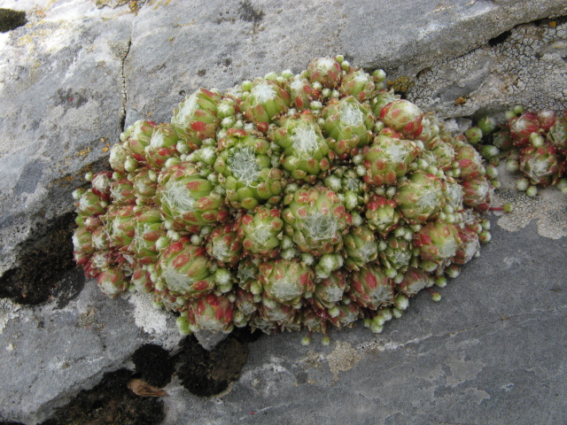 Sempervivum arachnoideum 