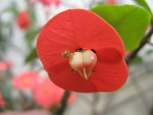 Euphorbia geroldii 