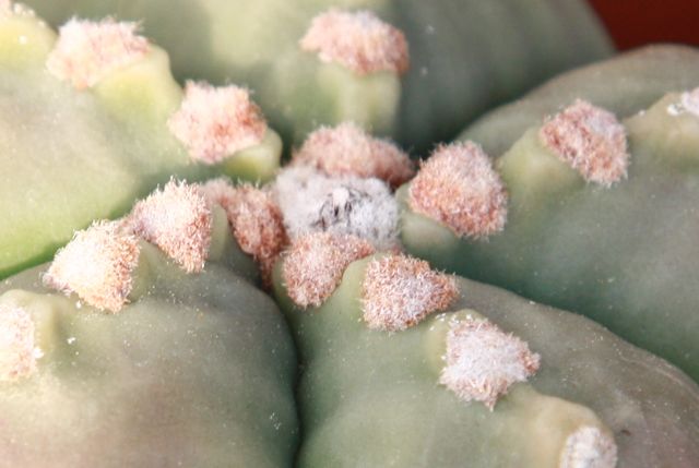 Astrophytum myriostigma v. nudum 