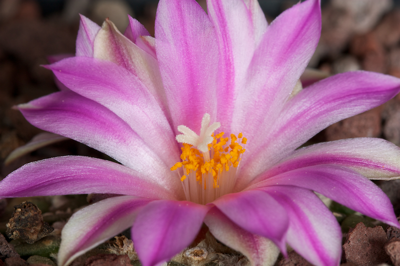 Ariocarpus kotschoubeyanus 