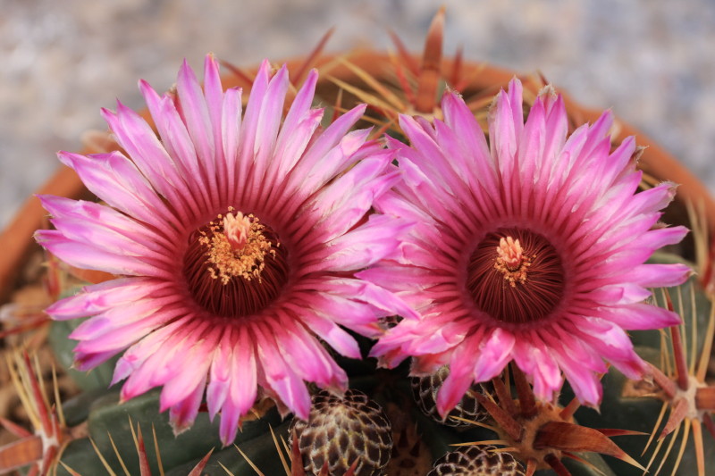 Ferocactus latispinus 