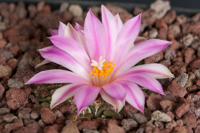 Ariocarpus kotschoubeyanus 