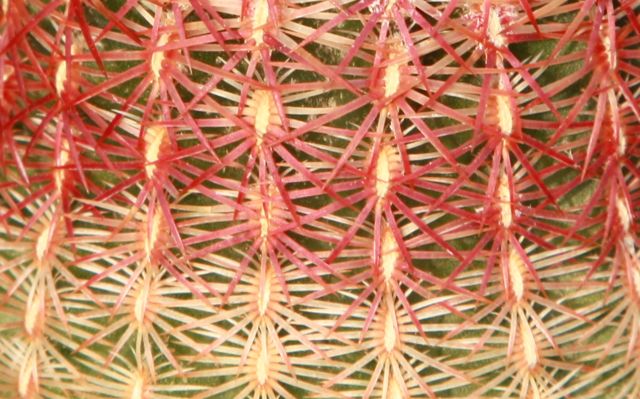 Echinocereus  rigidissimus 