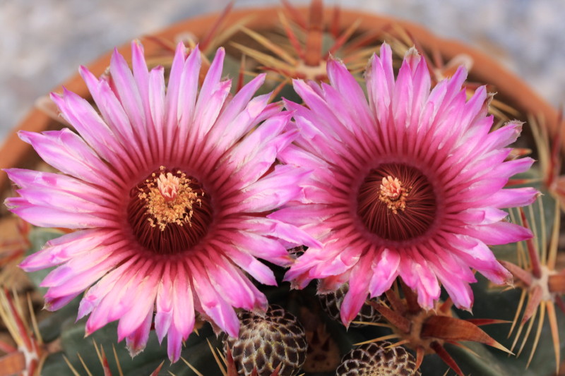 Ferocactus latispinus 