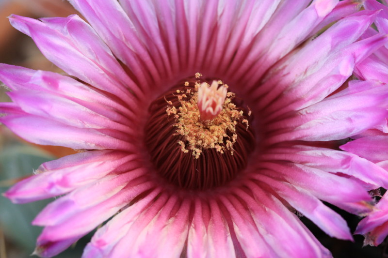 Ferocactus latispinus 