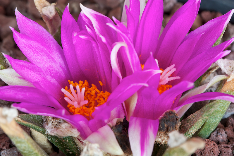 Ariocarpus agavoides 