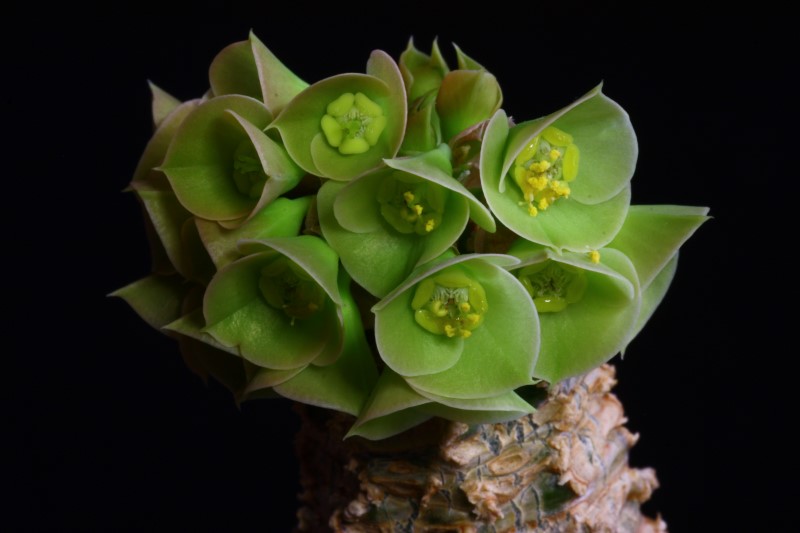 Euphorbia ankarensis 