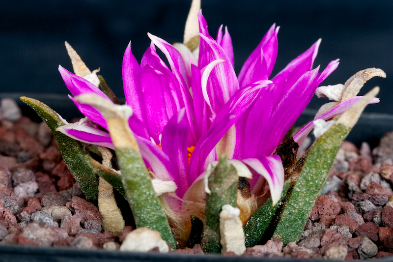 Ariocarpus agavoides 