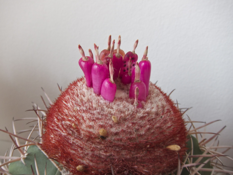 Melocactus violaceus 