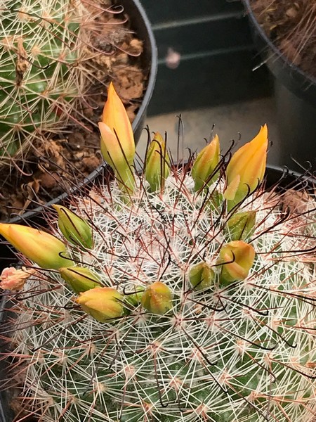 Mammillaria balsasoides 