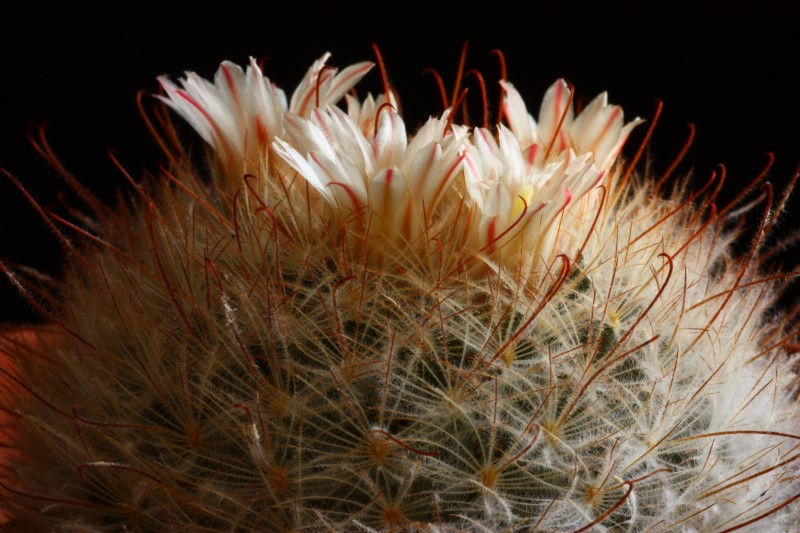 Mammillaria pennispinosa 