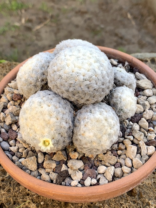  Mammillaria plumosa 