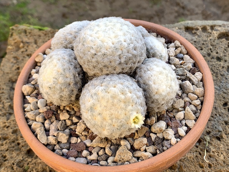  Mammillaria plumosa 