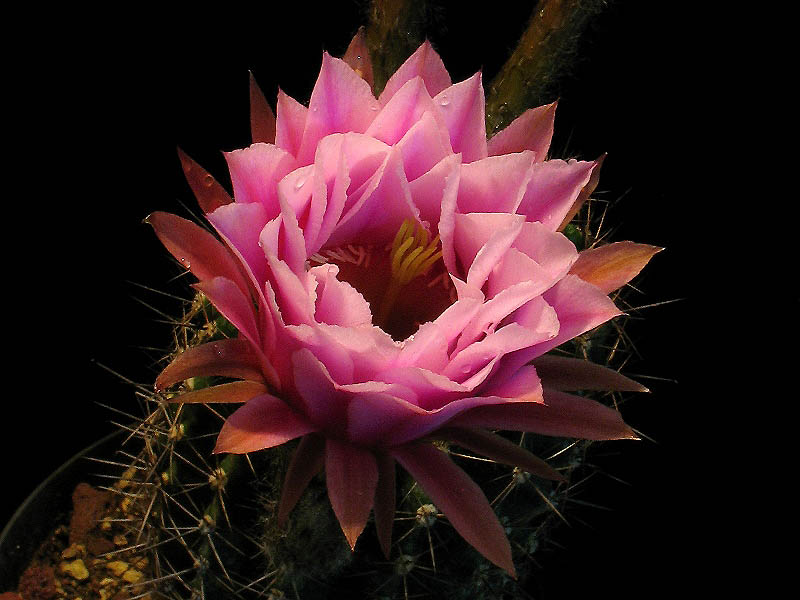 Echinopsis ibrido 1 