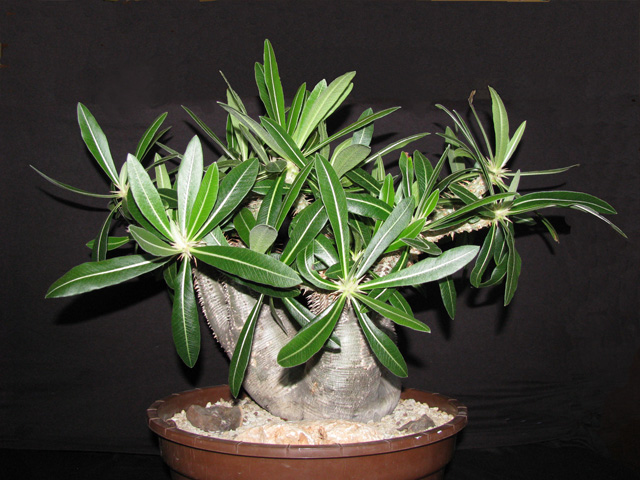 Pachypodium rosulatum 