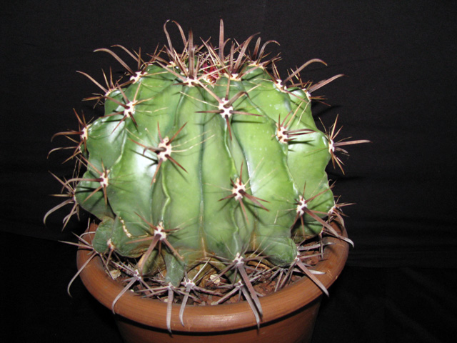 Ferocactus wislizeni ssp. herrerae 