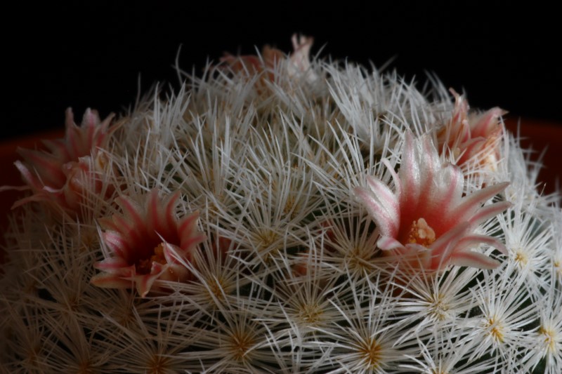 Mammillaria viescensis 