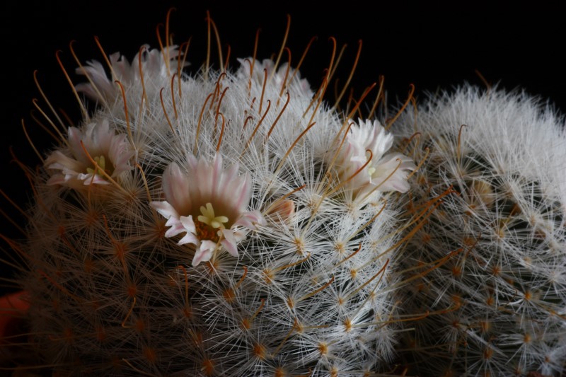 Mammillaria chica 