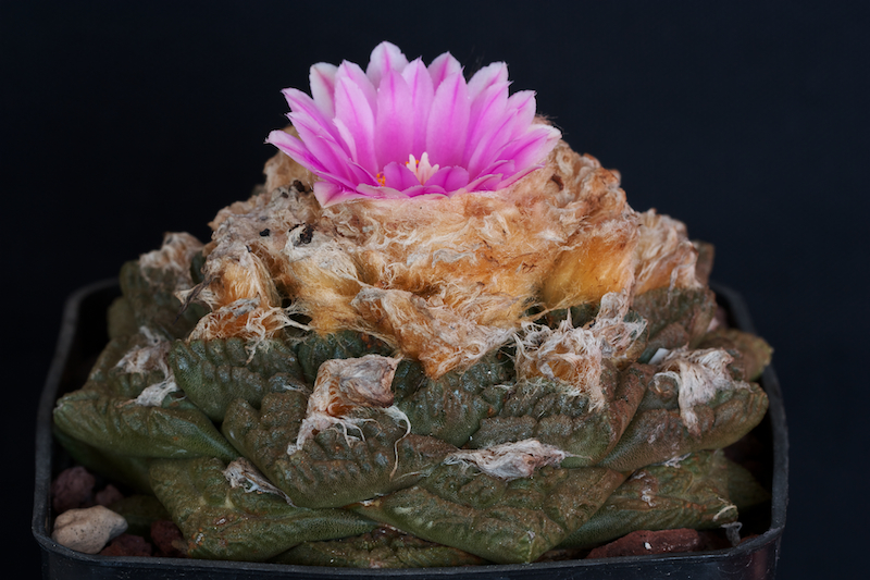 Ariocarpus fissuratus 