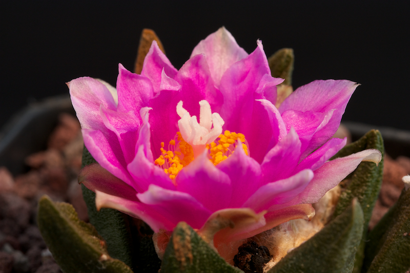 Ariocarpus agavoides x fissuratus 