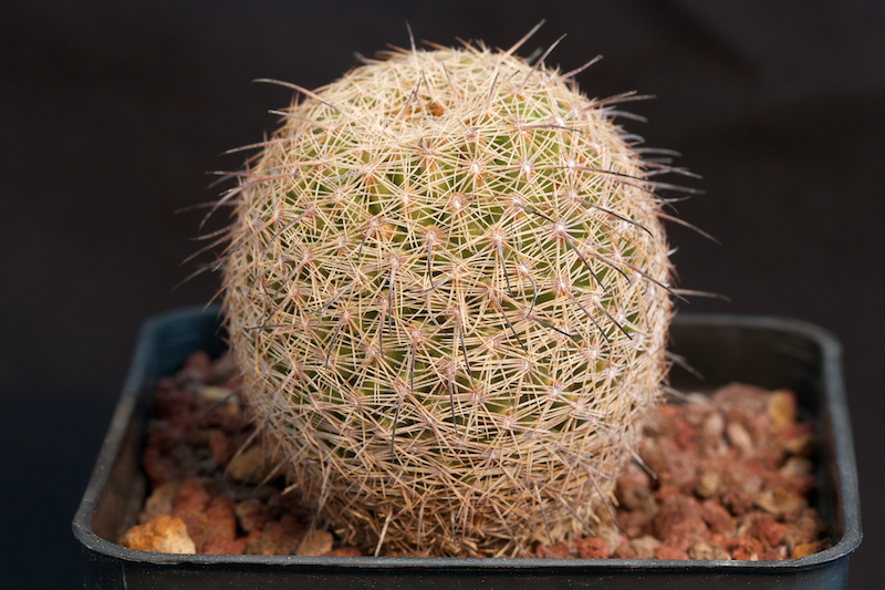 Coryphantha werdermannii 