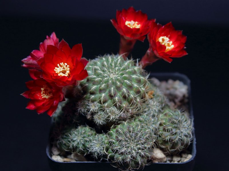 Sulcorebutia vasqueziana ssp. losenickyana JK57/2