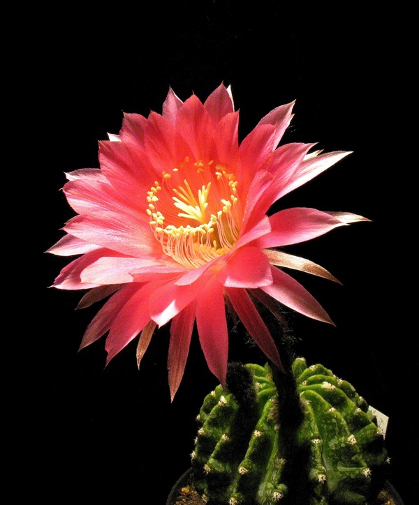 Echinopsis ibrido 