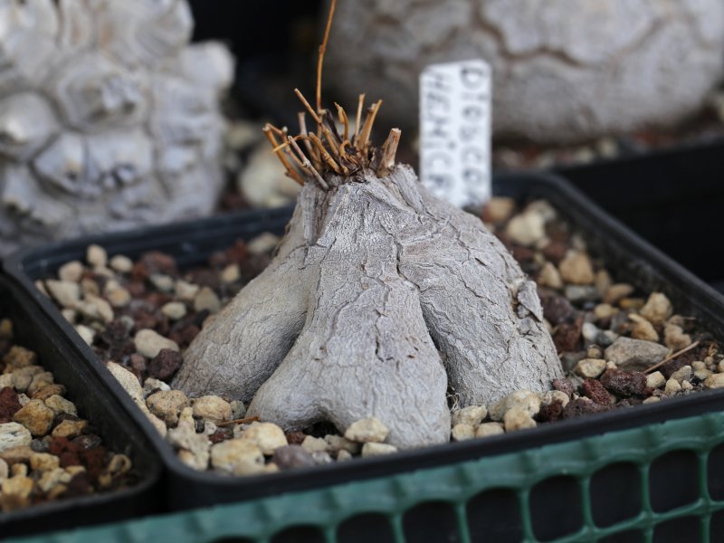 Dioscorea hemicrypta 