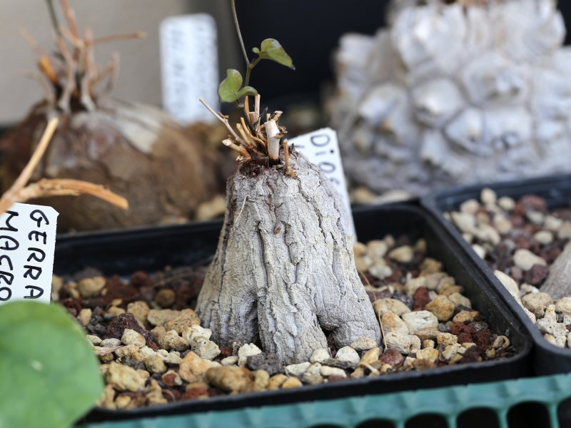 Dioscorea hemicrypta 