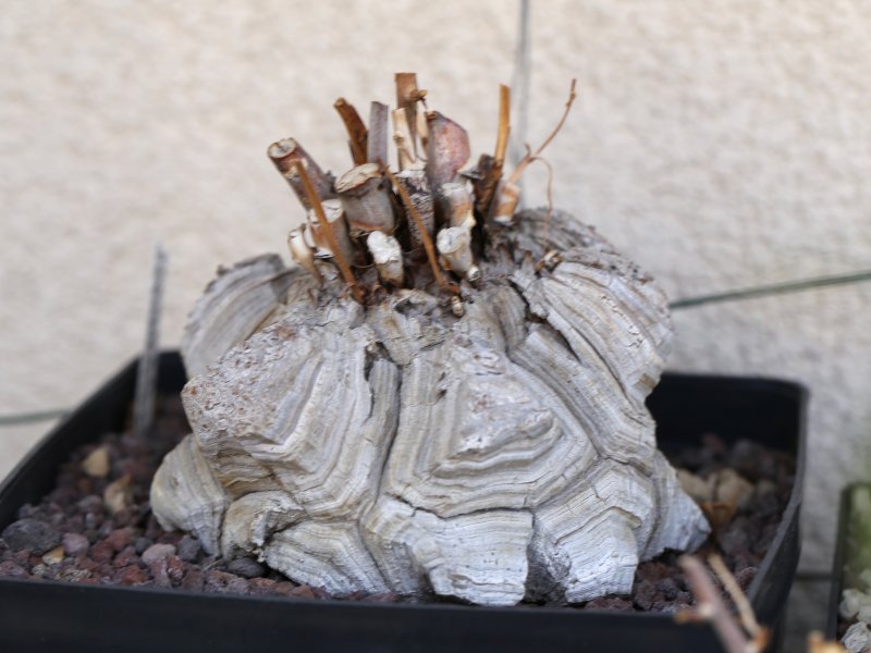 dioscorea elephantipes