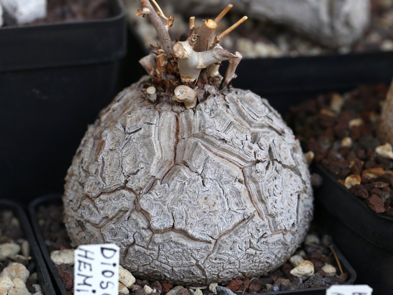 Dioscorea elephantipes 