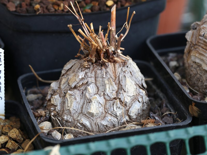 Dioscorea elephantipes 