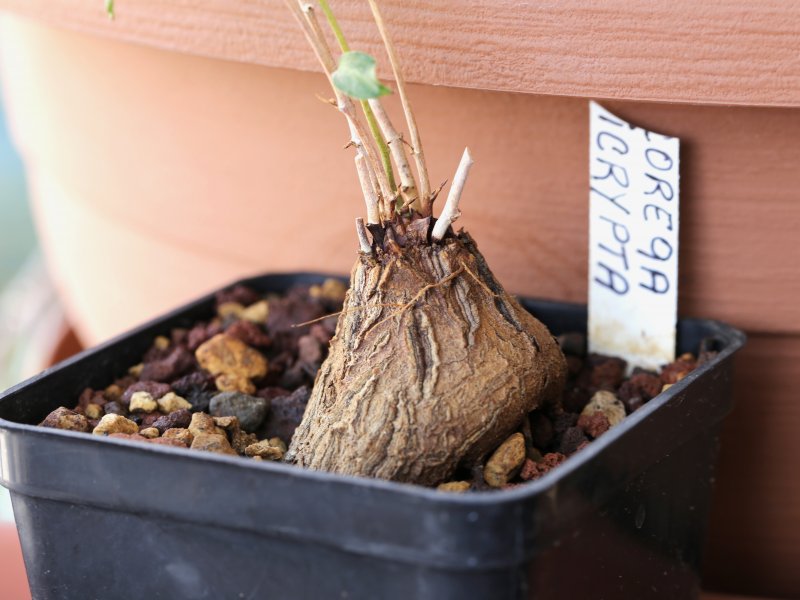 Dioscorea hemicrypta 