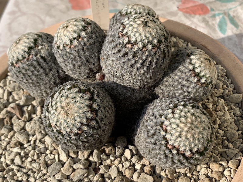 Mammillaria sanchez-mejoradae  