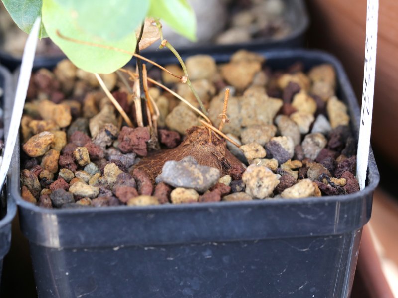 Dioscorea elephantipes 