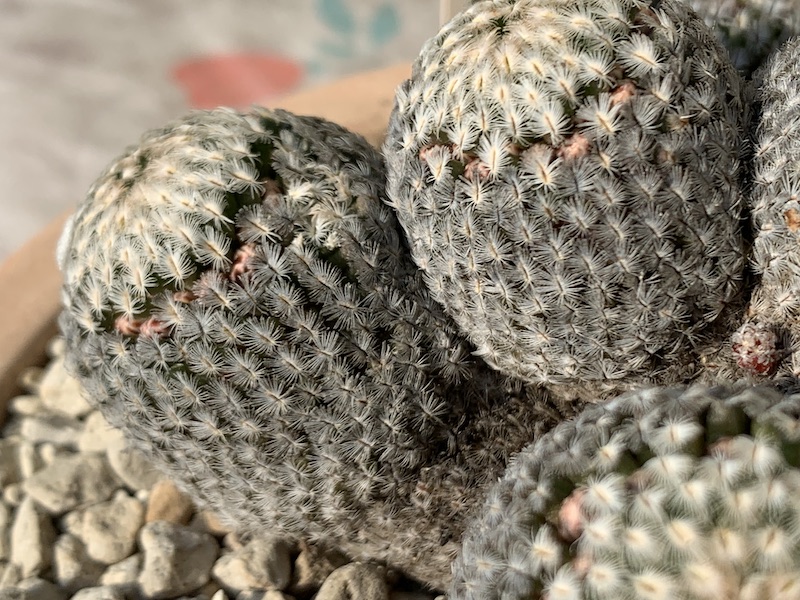 Mammillaria sanchez-mejoradae  