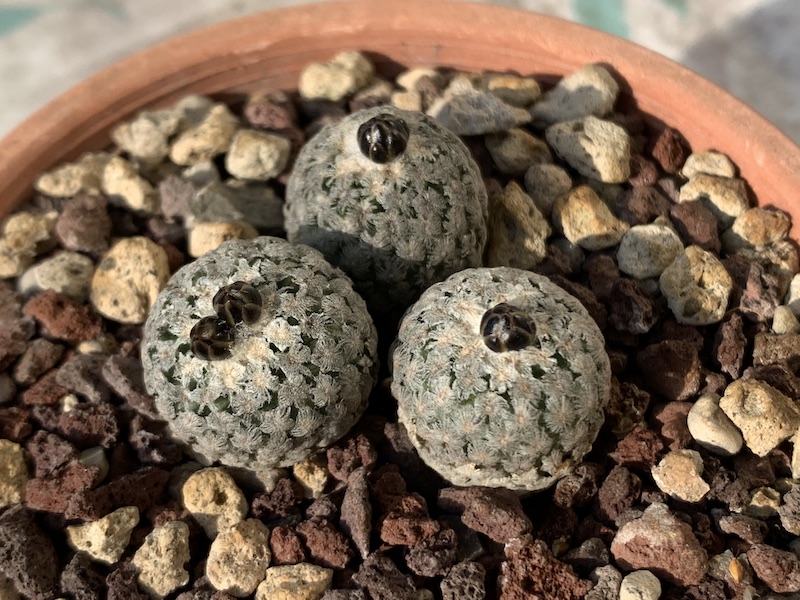 Turbinicarpus valdezianus  