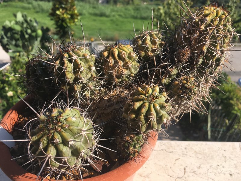 Copiapoa  