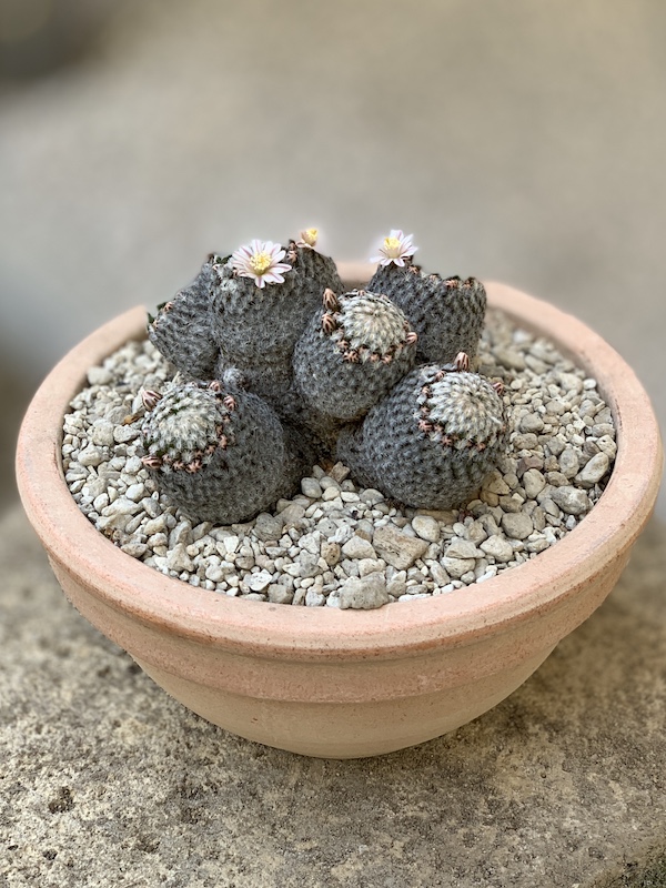 Mammillaria sanchez-mejoradae  
