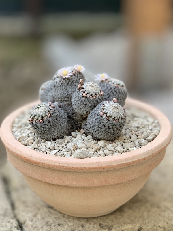 Mammillaria sanchez-mejoradae  