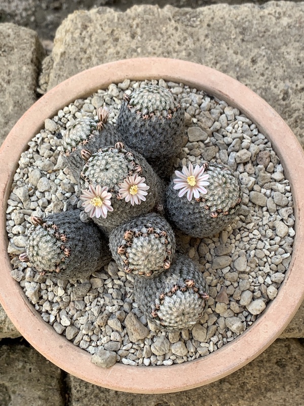 Mammillaria sanchez-mejoradae  