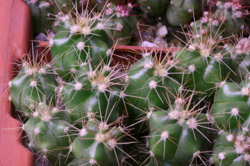 ferocactus pottsii