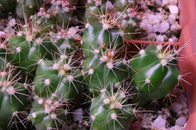 Ferocactus Pottsii 