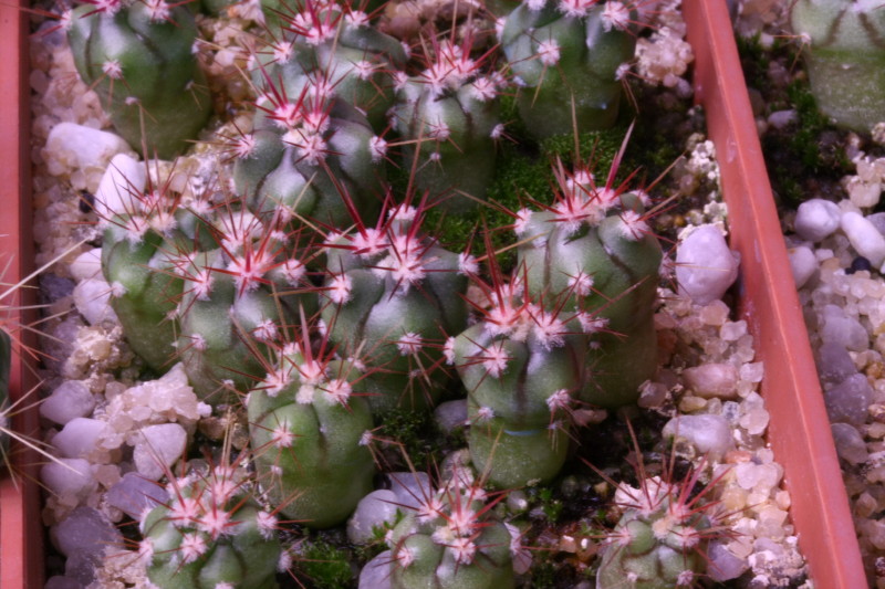 ferocactus peninsulae ssp. santa-maria