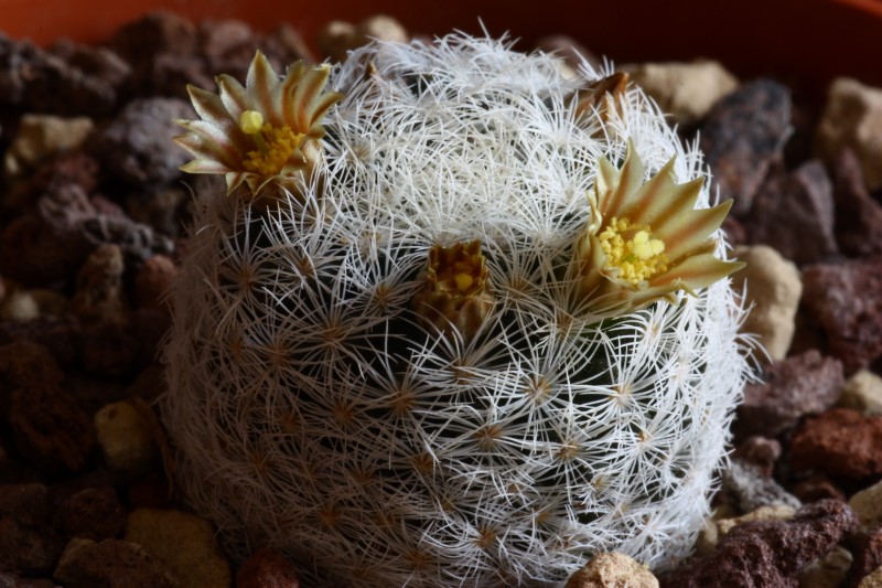 Mammillaria lasiacantha 