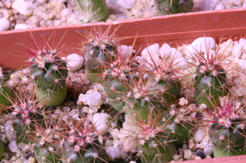 Ferocactus cylindraceus ssp. lecontei 