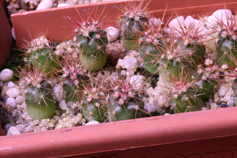 Ferocactus cylindraceus ssp. lecontei 