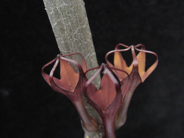 ceropegia fusca 